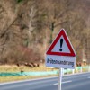Kröten wandern wieder - wo Autofahrer aufpassen sollten 