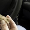Cannabis-Legalisierung: Null-Toleranz für Führerschein-Neulinge