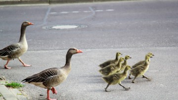 Gänse spazieren über die Straße