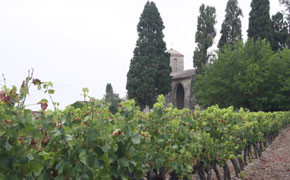 Weinberge Südfrankreich