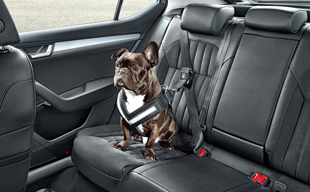 Skoda ist auf den Hund gekommen