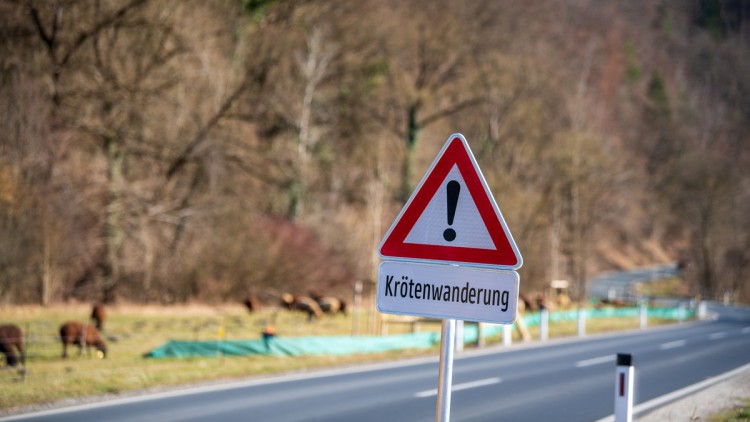 Verkehrszeichen Krötenwanderung