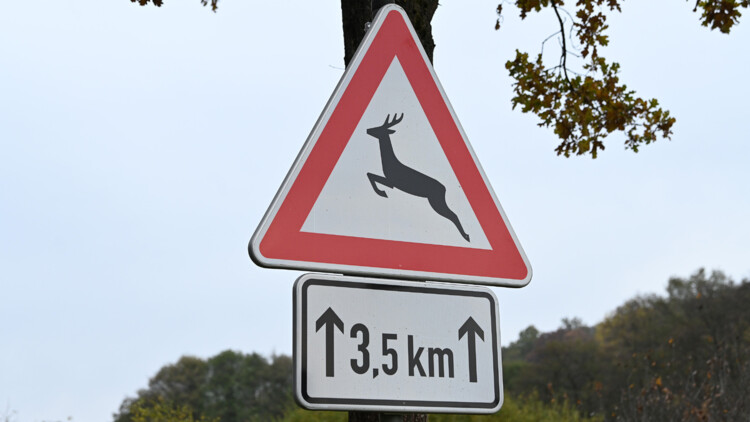 Achtung Wildwechsel! Warum gerade jetzt die Gefahr groß ist 